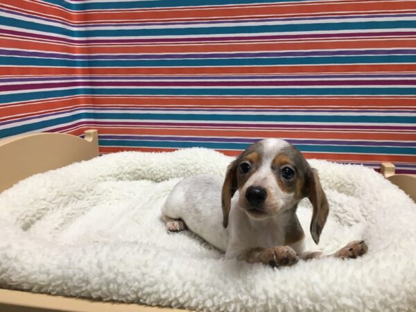 Dachshund DOG Female blk & tn dpl pbld 4993 Petland San Antonio, TX