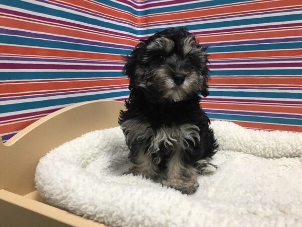 Malti Poo DOG Male blk & tn 4984 Petland San Antonio, TX