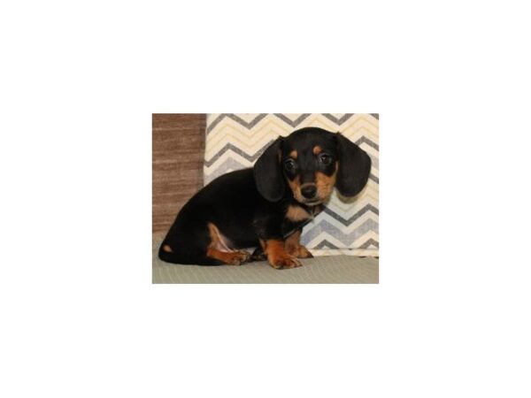 Dachshund DOG Male Black & Tan 8139 Petland San Antonio, TX