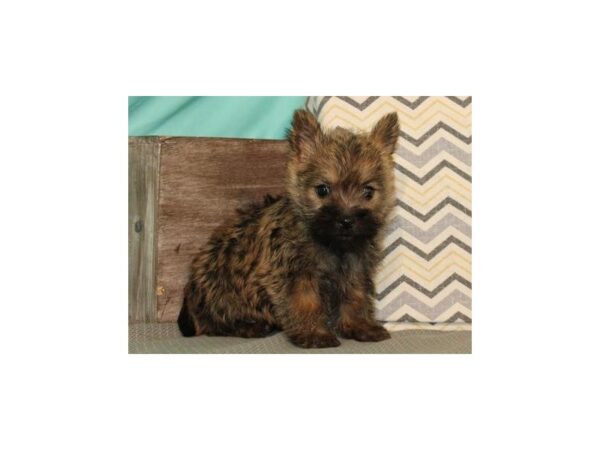 Cairn Terrier DOG Female Wheaten 4995 Petland San Antonio, TX