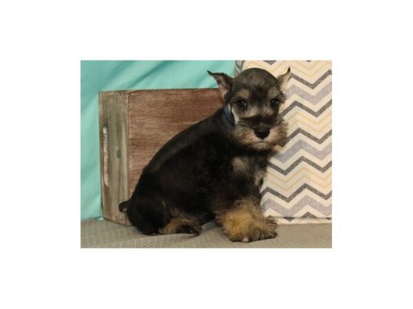 Miniature Schnauzer DOG Male Salt & Pepper 8140 Petland San Antonio, TX