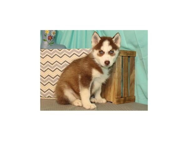 Siberian Husky-DOG-Female-Red & White-4998-Petland San Antonio, TX