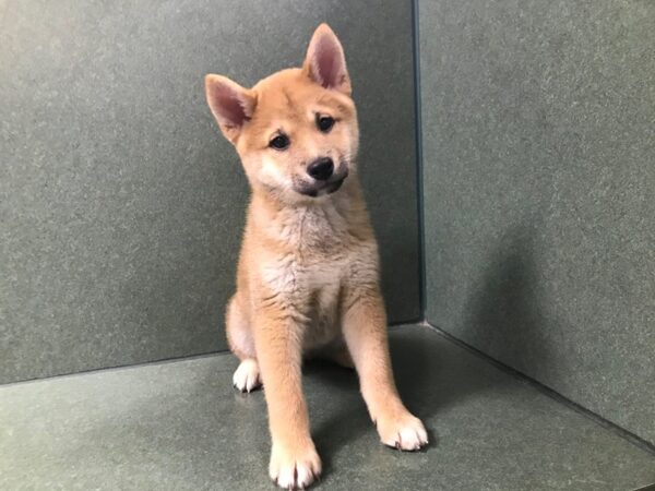 Shiba Inu-DOG-Male-rd sesame-4939-Petland San Antonio, TX