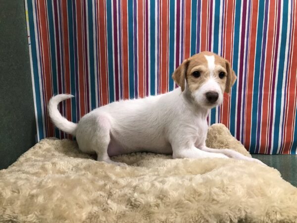 Bichon Frise/Jack Russell Terrier-DOG-Female-wh & rd-4929-Petland San Antonio, TX