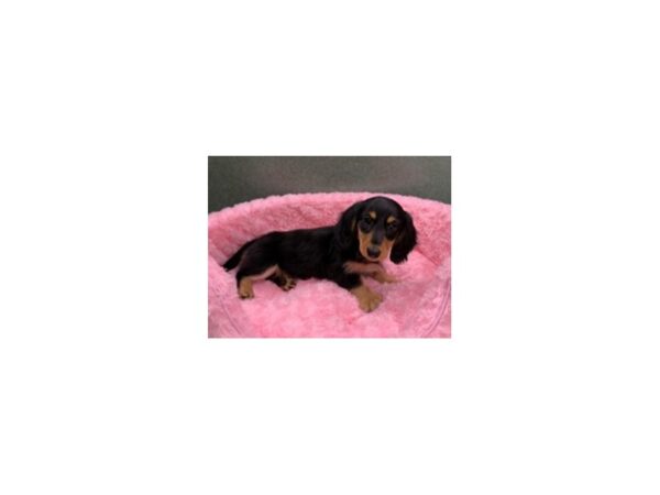 Dachshund-DOG-Female-Black & Tan-8112-Petland San Antonio, TX
