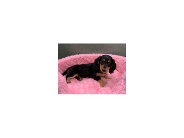 Dachshund DOG Female Black & Tan 8112 Petland San Antonio, TX