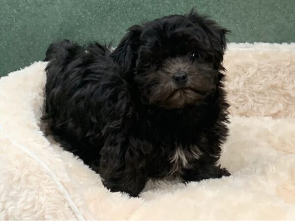 Havanese DOG Male Chocolate 8113 Petland San Antonio, TX