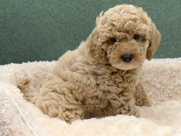 Miniature Goldendoodle-DOG-Male-Red-8120-Petland San Antonio, TX