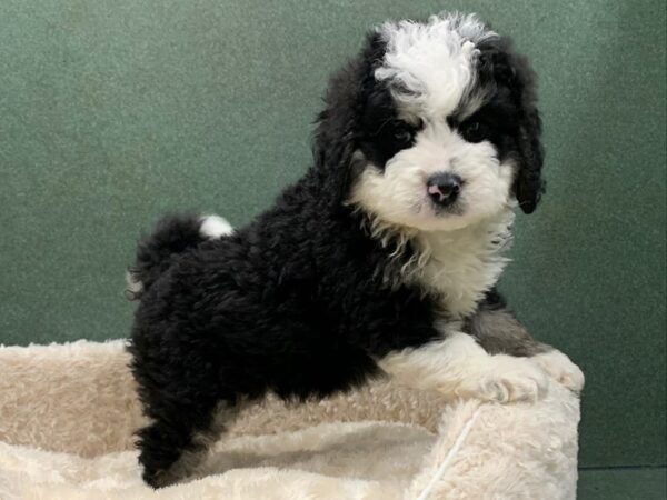 Miniature Bernadoodle DOG Male Black White & Tan 8122 Petland San Antonio, TX