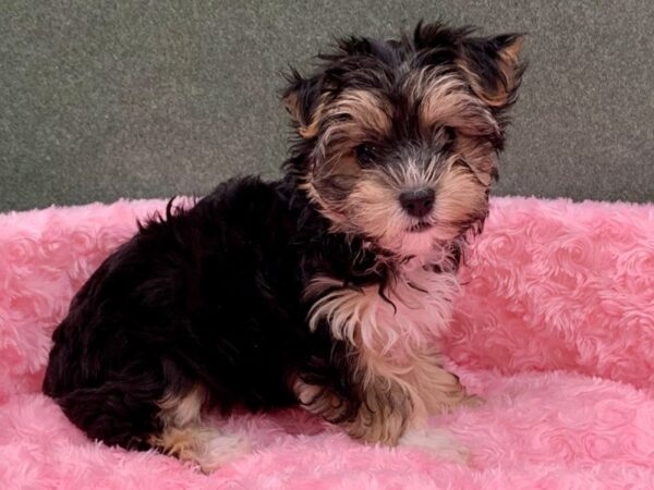 Morkie-DOG-Female-Black & Tan-8125-Petland San Antonio, TX