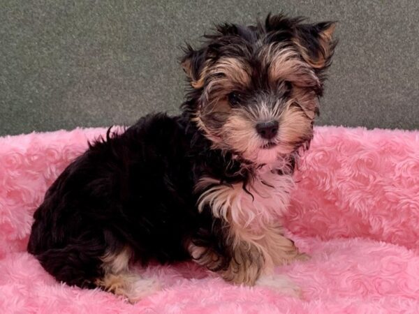 Morkie DOG Female Black & Tan 8125 Petland San Antonio, TX