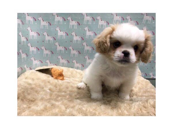 Cavapeke-DOG-Male-bheim & wh-4969-Petland San Antonio, TX
