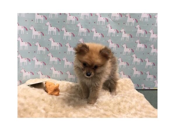 Pomeranian DOG Male or sbl 4981 Petland San Antonio, TX