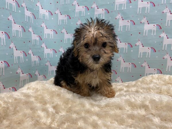 Yochon-DOG-Female-blk & tn-4982-Petland San Antonio, TX