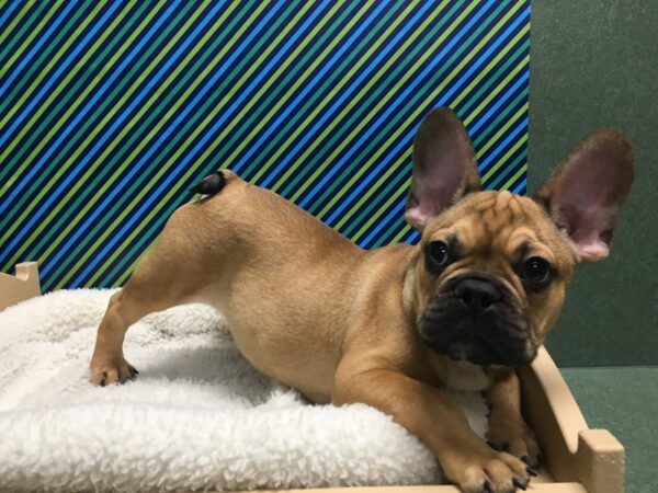 French Bulldog DOG Male Red Fawn 5006 Petland San Antonio, TX