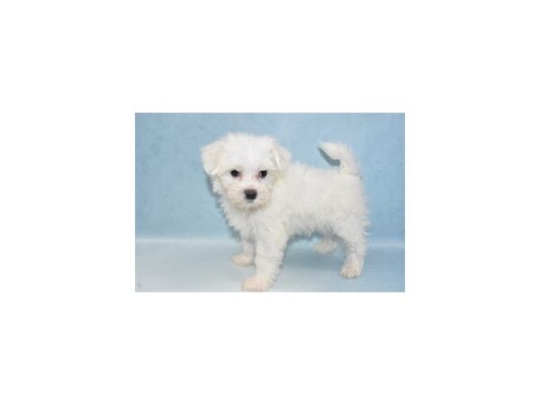 Maltese DOG Male White 5012 Petland San Antonio, TX