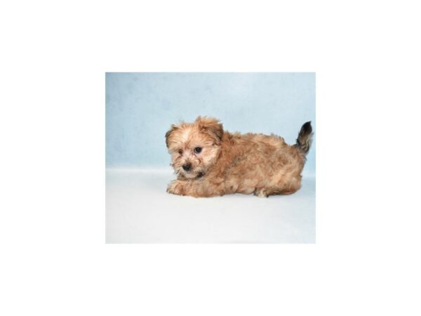 Morkie DOG Male Gold 5013 Petland San Antonio, TX