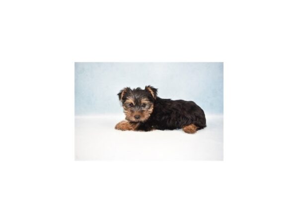 Yorkshire Terrier DOG Male Black and Tan 8133 Petland San Antonio, TX