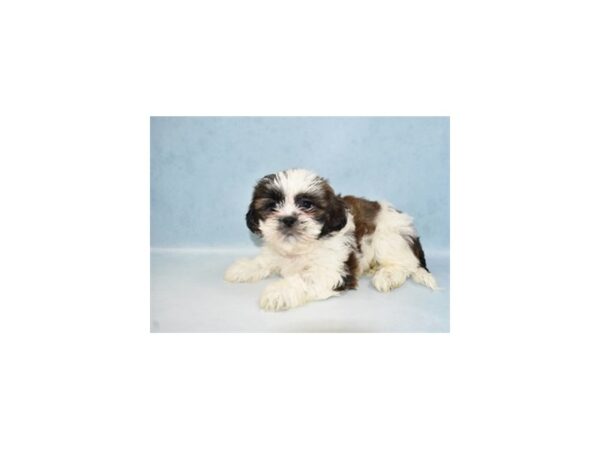Shih Tzu-DOG-Female-Gold and White-5014-Petland San Antonio, TX