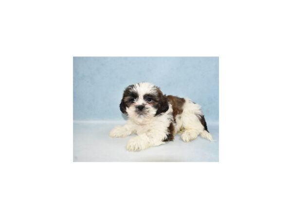 Shih Tzu DOG Female Gold and White 5014 Petland San Antonio, TX