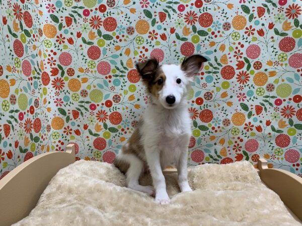 Shetland Sheepdog-DOG-Female-sbl & wh-5016-Petland San Antonio, TX