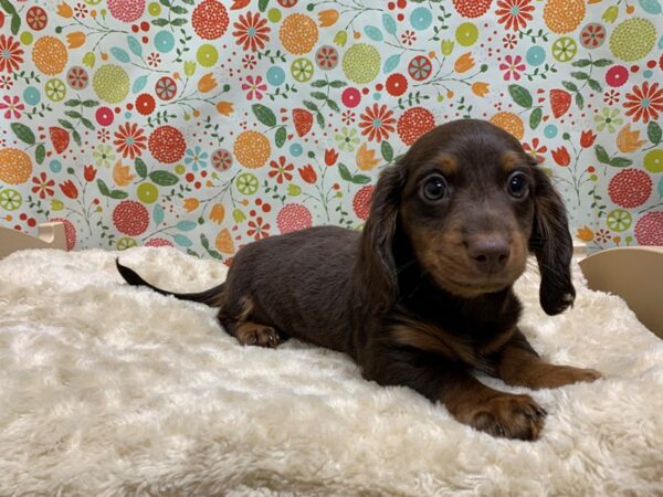 Dachshund DOG Male chlt & tn 5018 Petland San Antonio, TX