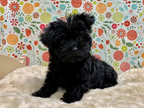 Toy Poodle / Yorkshire Terrier DOG Female blk 5020 Petland San Antonio, TX