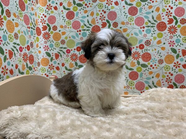 Teddy Bear-DOG-Male-gld & wh-5021-Petland San Antonio, TX