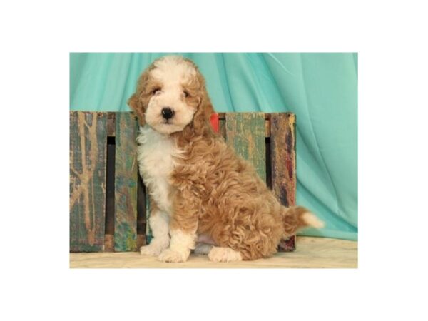 Miniature Goldendoodle DOG Male Red & White 8134 Petland San Antonio, TX