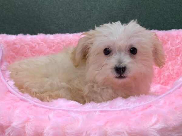 Yochon DOG Female Apricot 8137 Petland San Antonio, TX