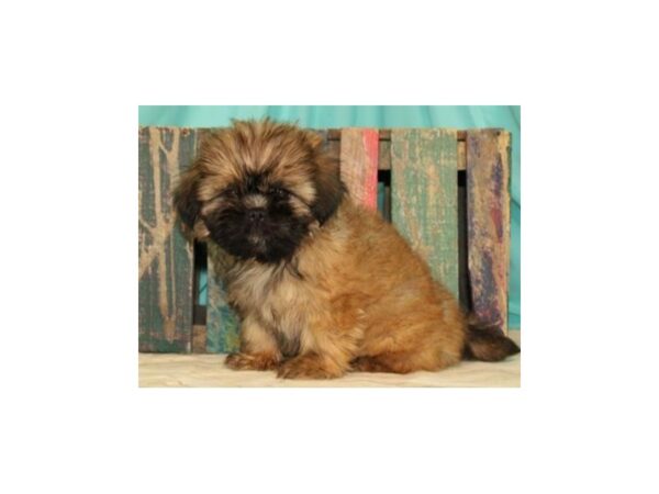 Shih Tzu DOG Male Golden 8135 Petland San Antonio, TX