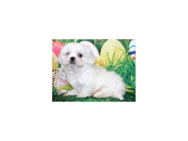 Pekashitz DOG Male White & Cream 8136 Petland San Antonio, TX