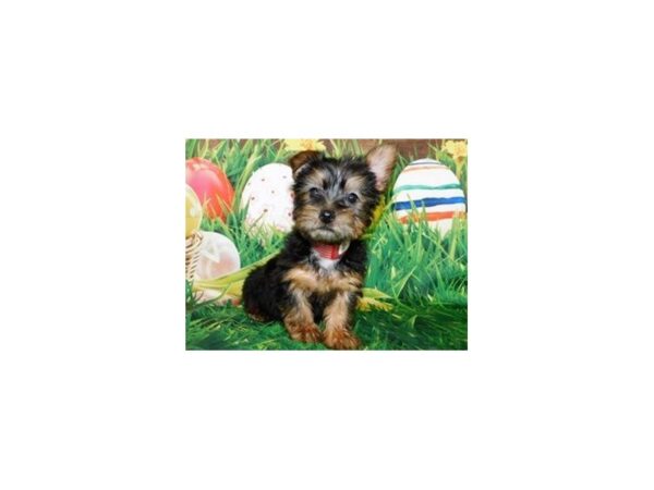 Silky Terrier DOG Male Black & Tan 8207 Petland San Antonio, TX