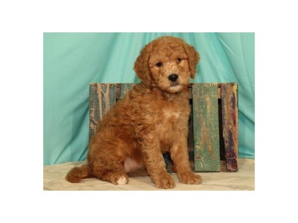 Miniature Goldendoodle DOG Female Dark Golden 8138 Petland San Antonio, TX