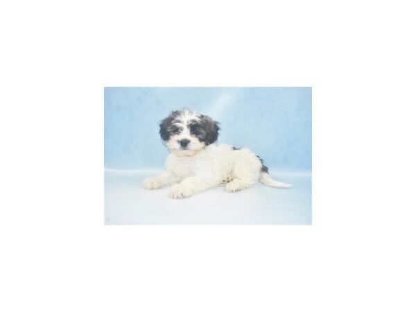 Teddy Bear DOG Male Silver Gold & White 8144 Petland San Antonio, TX