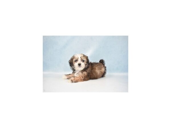 Lhasa Apso DOG Male Golden 8145 Petland San Antonio, TX