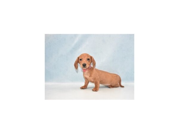 Dachshund DOG Female Red 8143 Petland San Antonio, TX