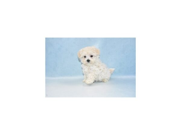 Havamalt-DOG-Female-Cream-8142-Petland San Antonio, TX