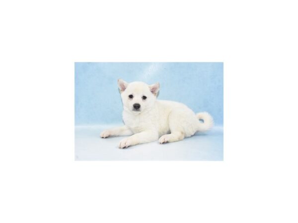 Shiba Inu DOG Female Cream 8146 Petland San Antonio, TX