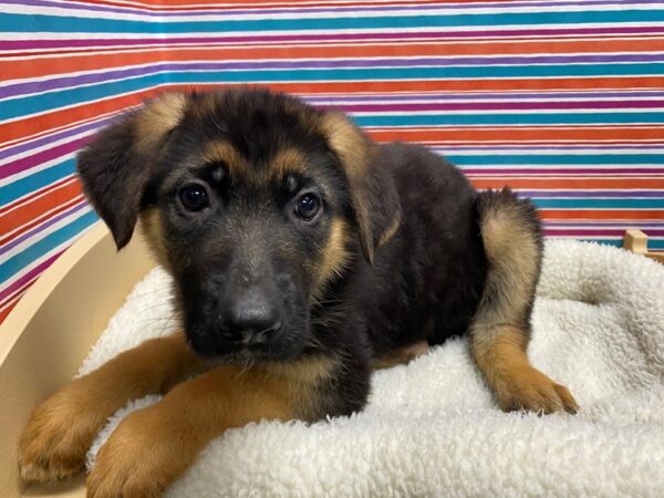 German Shepherd DOG Female blk & tn 5026 Petland San Antonio, TX