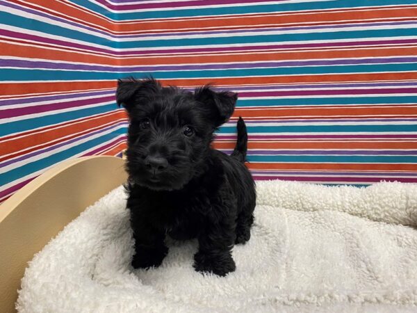 Scottish Terrier DOG Male blk 5028 Petland San Antonio, TX