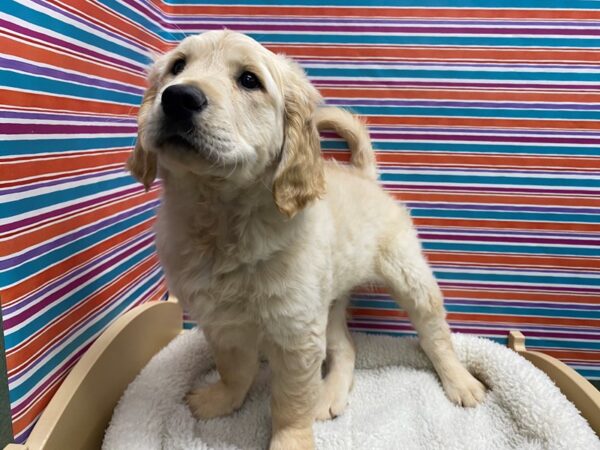 Golden Retriever-DOG-Male-lt gldn-5030-Petland San Antonio, TX