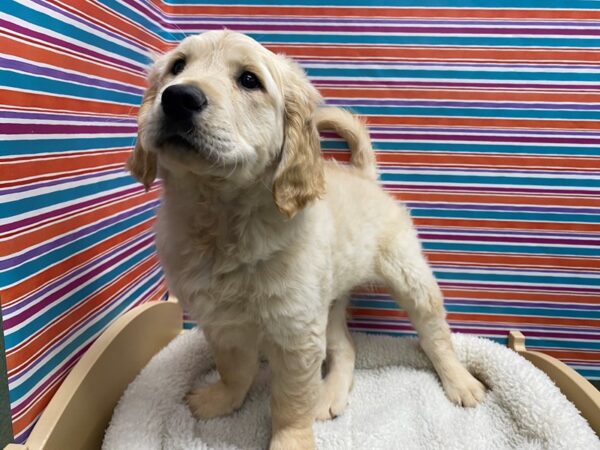 Golden Retriever DOG Male lt gldn 5030 Petland San Antonio, TX