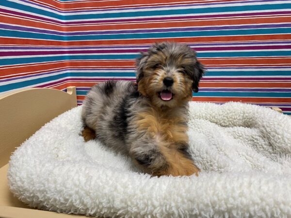 Aussiedoodle Mini-DOG-Female-bl mrl, tn mkgs-5031-Petland San Antonio, TX