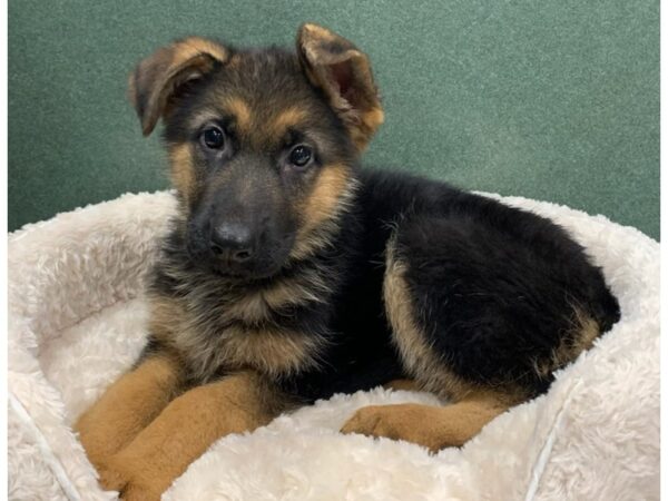 German Shepherd DOG Female Black & Tan 8147 Petland San Antonio, TX