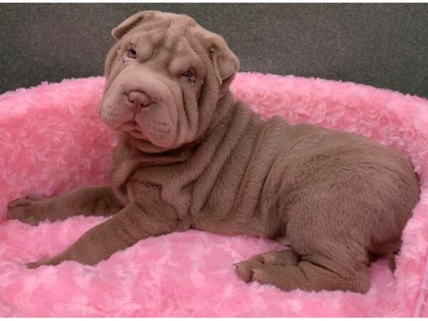 Shar Pei DOG Female Lilac 8148 Petland San Antonio, TX