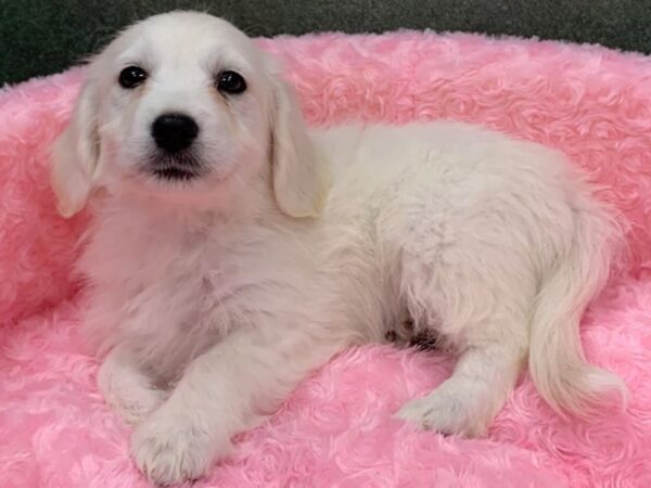 Miniature Goldendoodle-DOG-Female-Golden-8150-Petland San Antonio, TX