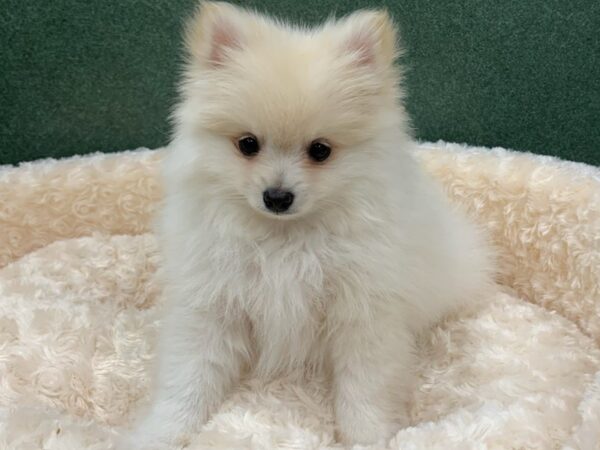 Pomeranian DOG Male Cream 8151 Petland San Antonio, TX