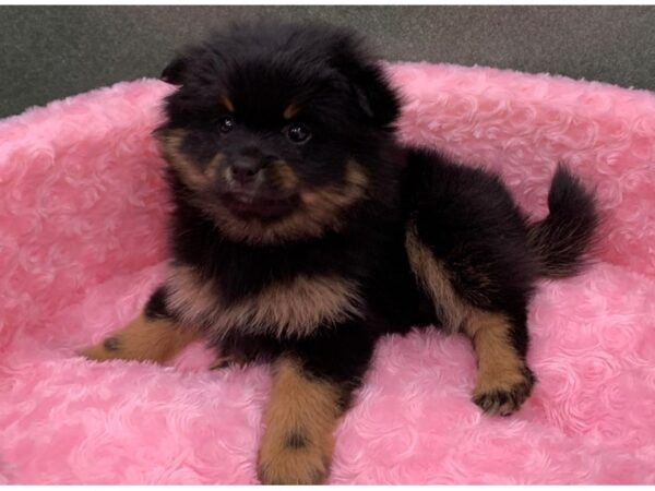 Pomeranian-DOG-Female-Black & Tan-8155-Petland San Antonio, TX