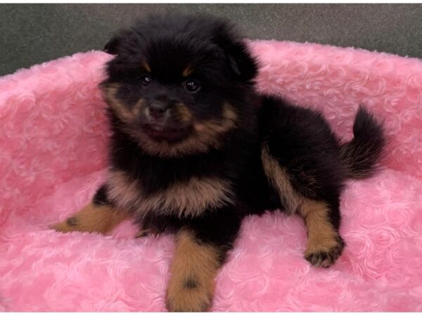 Pomeranian DOG Female Black & Tan 8155 Petland San Antonio, TX